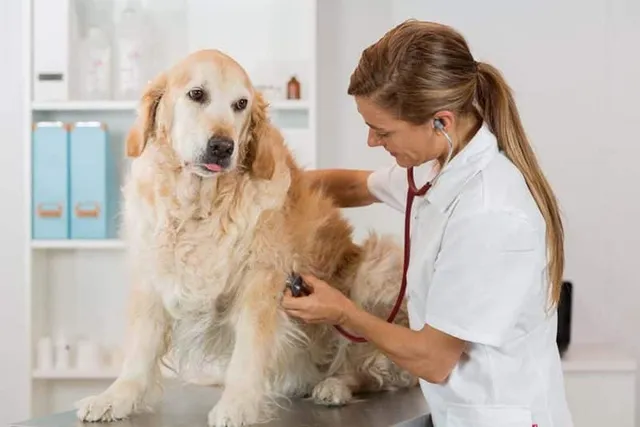 Irregular Heartbeat in Dogs: Our Vet Explains Signs, Causes & Care