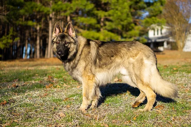 Shiloh Shepherd Dog Breed: Info, Pictures, Facts & Traits