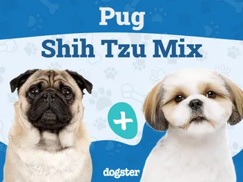 Pug-Zu (Pug & Shih Tzu Mix) Dog Breed: Info, Pictures & Care