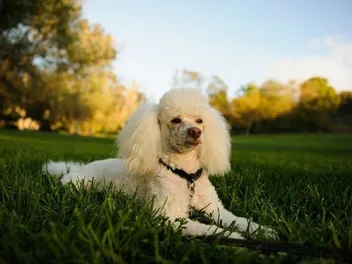 How Much Does It Cost to Own a Miniature Poodle? 2026 Price Update