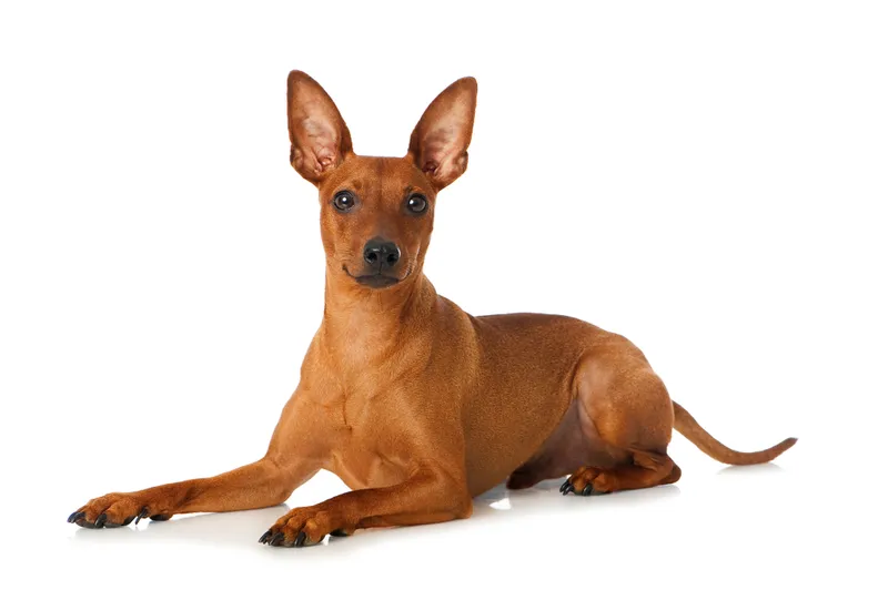 Miniature Pinscher dog in the studio