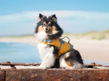 Do Shelties Like Water & Can They Swim? Important Care Facts