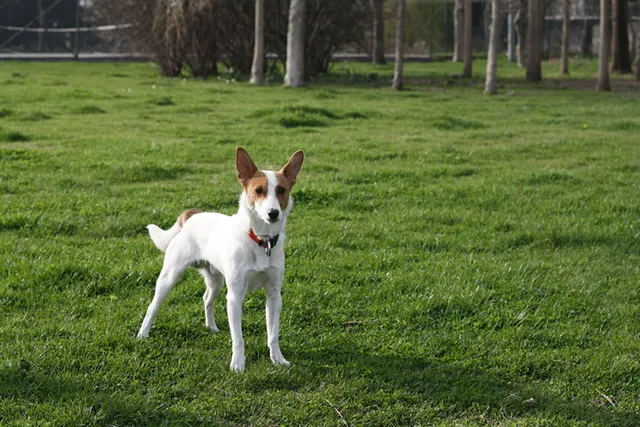 Miniature Fox Terrier Dog Breed: Info, Pictures, Traits & Care