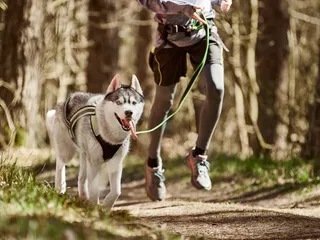 8 Exercises to Do While Walking the Dog: How to Turn Your Dog Walk Into a Workout