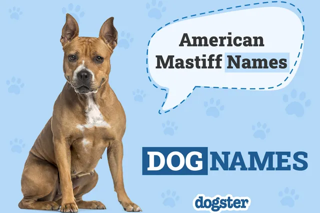 200+ American Mastiff Names: Unique, Classic & Powerful Ideas