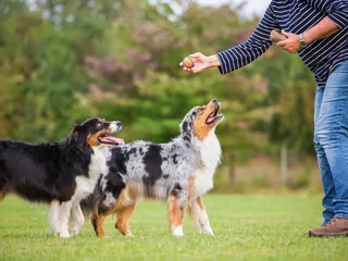How Much Exercise Does an Australian Shepherd Need? Vet-Approved Advice