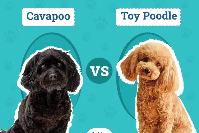 Cavapoo vs Toy Poodle: Key Differences (With Info & Pictures)