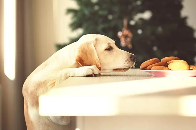 Gluten-Sniffing Dogs For People With Celiac Disease: Pros, Cons & FAQ