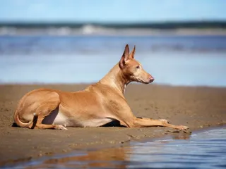 Top 10 Dog-Friendly Beaches in Texas in 2026