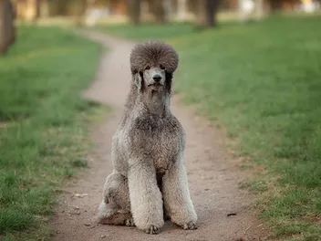 Silver Beige Poodle: Info, Pictures, Origin & History