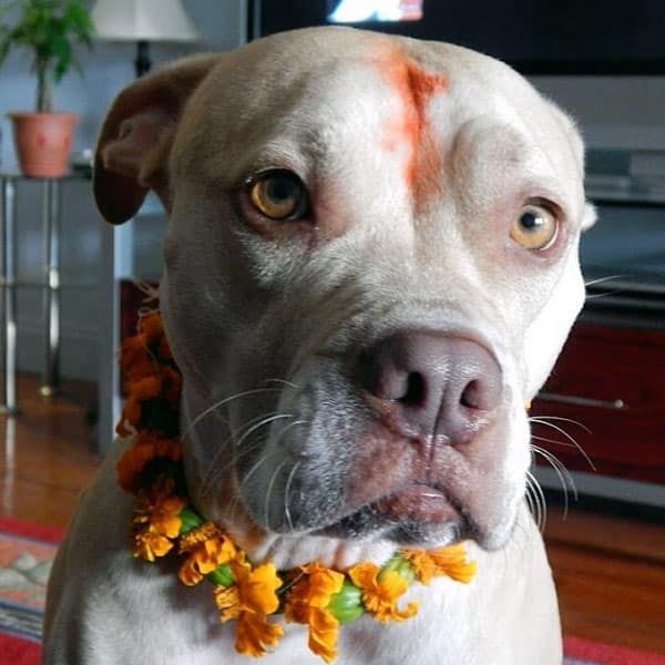 Nepal's Kukur Tihar Festival Is Diwali for Dogs