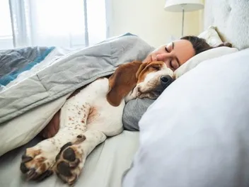 How Many Dogs Sleep on Their Owner's Bed? Based on Studies