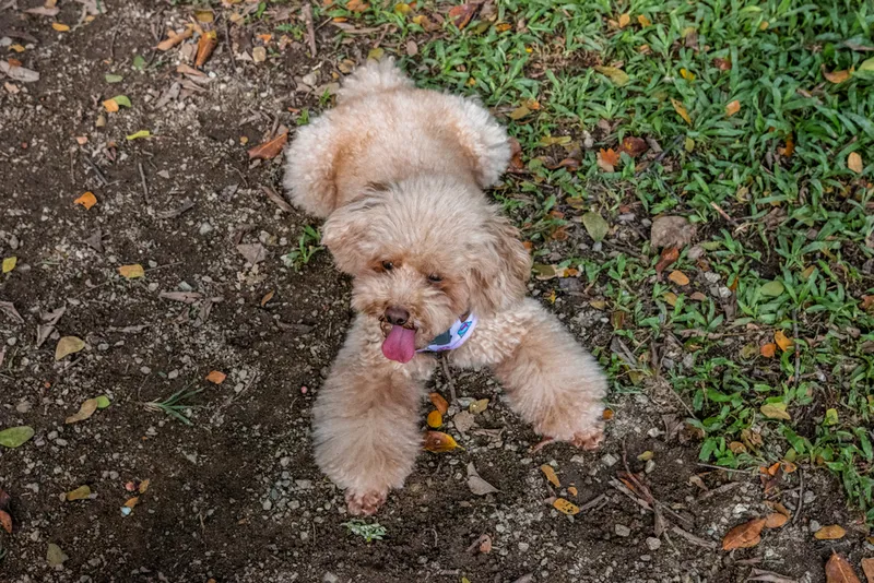bichon poo on the ground