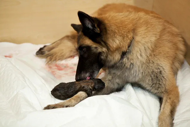 My Dog Is Bleeding After Birth: Vet-Explained Risks, Signs & Next Steps