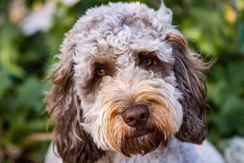 can dogs have stds