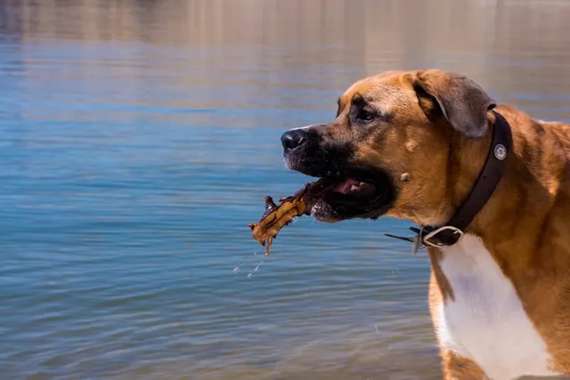 16 Great Dane Mixed Breeds (With Info & Pictures)