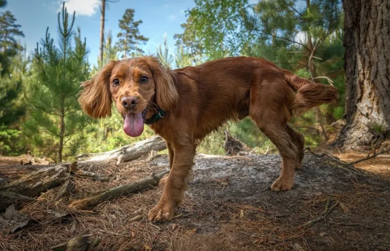 Cocker Jack dog in the forest