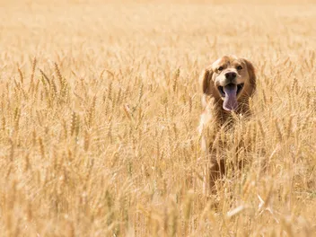 Are Ancient Grains Good for Dogs? Vet-Approved Health & Nutrition Advice