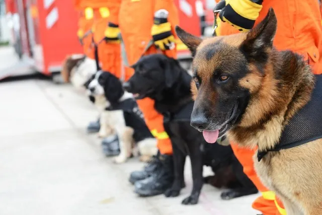 Search & Rescue Dogs: What They Are & What They Do (Vet-Verified)