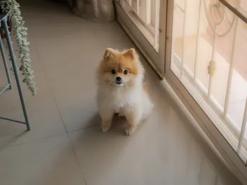 Why Do Dogs Sit by the Door? 7 Vet-Verified Possible Reasons