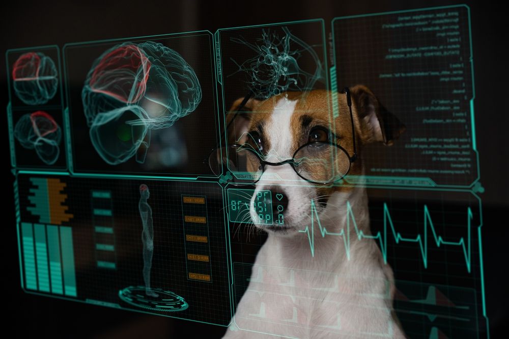 Jack Russell Terrier dog looks at the virtual menu medical screen