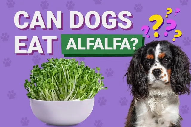 Can Dogs Eat Alfalfa? Vet-Verified Facts to Know