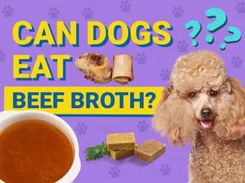 Can Dogs Eat Beef Broth? Vet-Verified Nutrition Facts & FAQ