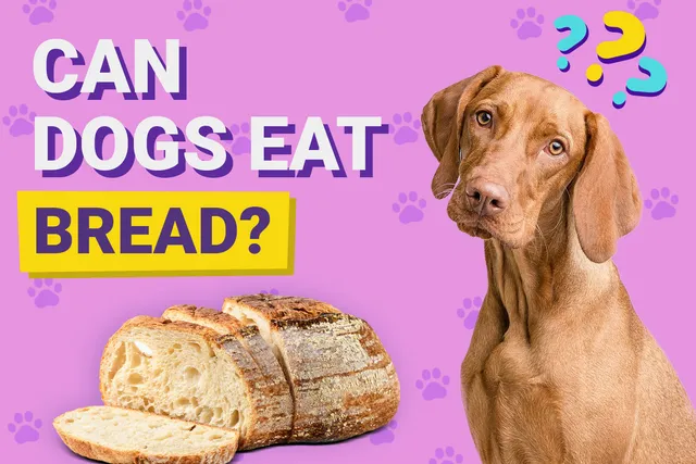 Can Dogs Eat Bread? Vet-Verified Types & Risks
