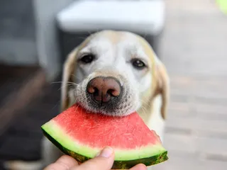 Human Foods That Are Surprisingly Good for Dogs (And Some That Aren’t)