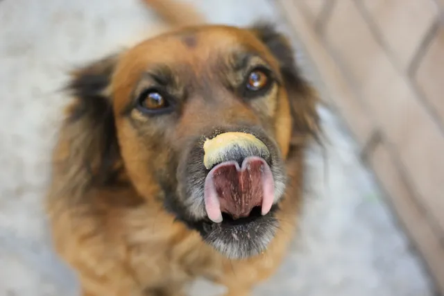 Why Do Dogs Love Peanut Butter So Much? Vet-Approved Enrichment Ideas