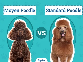 Moyen vs Standard Poodle: The Differences (With Pictures)