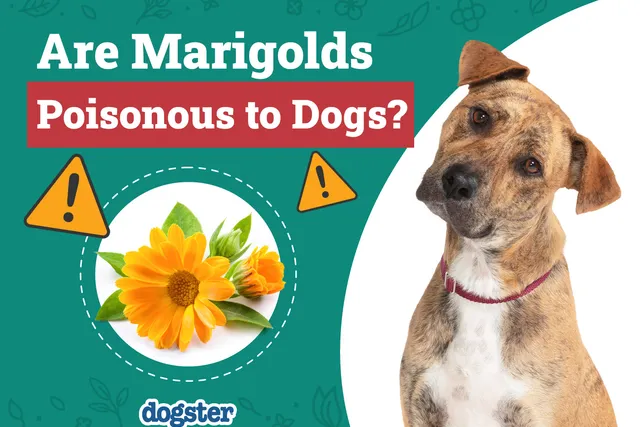 Are Marigolds Poisonous to Dogs? Vet-Approved Health Facts