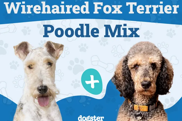 Wire Poo Mixed Dog Breed: Info, Pictures, Care & More