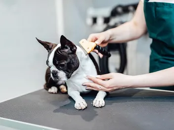 10 Best Brushes for Short Hair Dogs in 2026 - Reviews & Top Picks