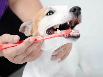 Are There Risks Cleaning Older Dogs’ Teeth? Our Vet Explains