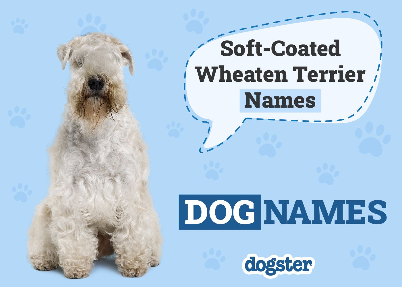 180 Soft-Coated Wheaten Terrier Names: Ideas for Shaggy & Affectionate Dogs