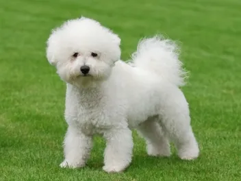 12 Best Family Dog Breeds: Info, Pictures & Origin
