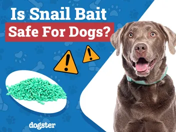 Is Snail Bait Safe for Dogs? Vet-Reviewed Safety Tips