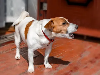 Why Do Good Dogs Go Bad? 8 Vet-Reviewed Reasons & Solutions