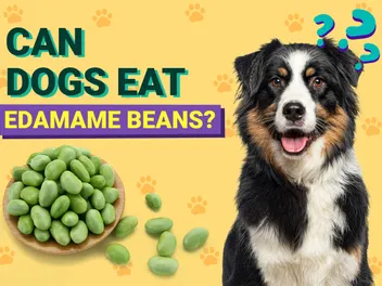 Can Dogs Eat Edamame Beans? Vet-Verified Nutrition Facts, Benefits & More