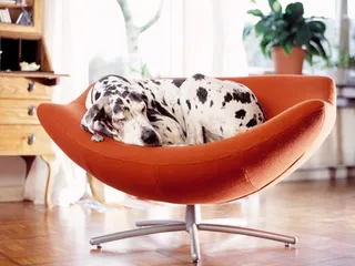 Top 15 Apartment Dog Breeds: Info, Pictures & Origin