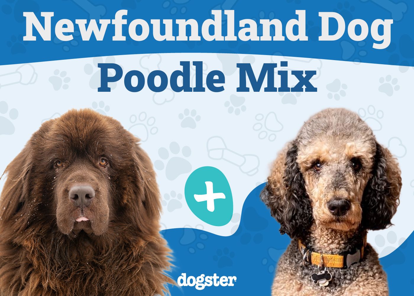 Newfypoo - Newfoundland Dog Poodle Mix