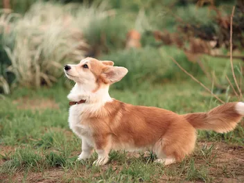 International Corgi Day 2026: What Is It & How It's Celebrated