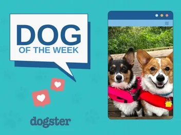 Dogster Photo Contest: Dogs of the Week Winners (November 20, 2025)