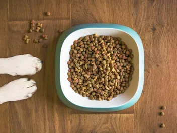 What is Kibble Dog Food? Vet-Reviewed Facts & FAQ