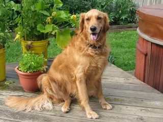Golden Retriever Dog Breed: Info, Pictures, Care & More