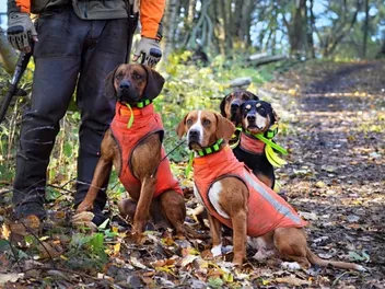 6 Best Hunting Dog Vests in 2026 - Reviews & Top Picks