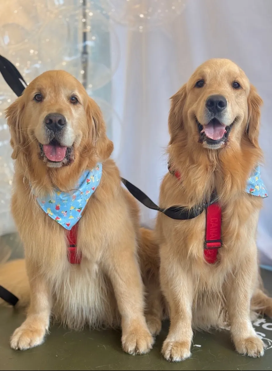 Two golden retrievers wearing blue bandanas and red harnesses sit side by side