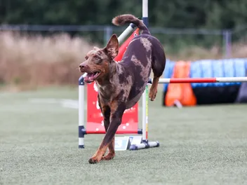 How to Train a Catahoula Leopard Dog: 7 Vet-Verified Tips