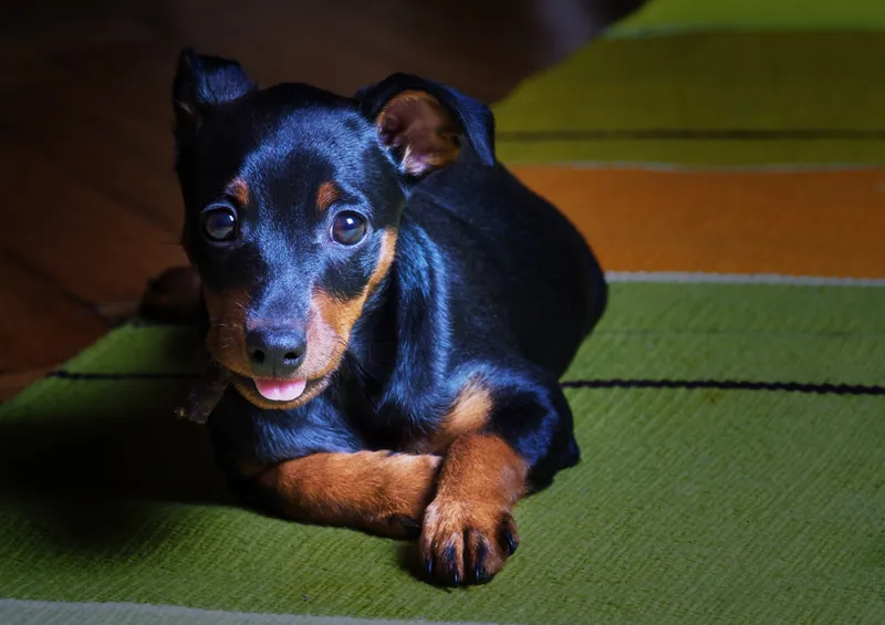 Miniature Pinscher black and tan color playing on the rug on the floor